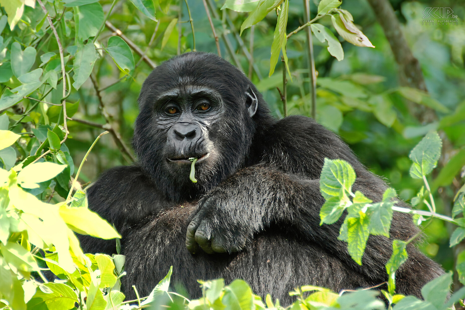 Bwindi - Gorilla - X-mas There are still about 700 mountain gorillas living in central Africa, a threatened species of animals which can not survive in captivity. We had permits for one of the 4 gorilla families in the Bwindi national park. <br />
<br />
The Nkuringo family consists of 18 gorillas of which 2 are silverbacks. Mountain gorillas move a maximum 1 kilometer each day. We were lucky and after only a 1 hour walk the rangers had already found the gorillas. The rangers slash a way through the dense forest and soon we see a few nests in which there is still a gorilla. The first gorilla which we can admire from quite close is the young female X-mas. Stefan Cruysberghs